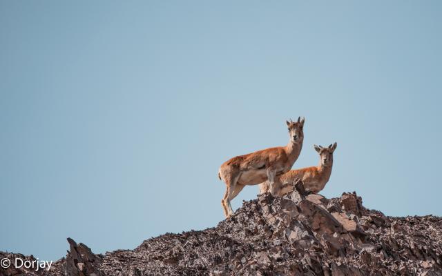 Urial