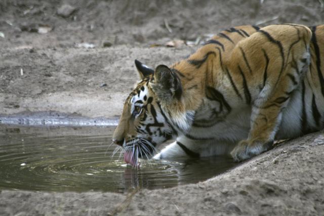 Tiger drinking