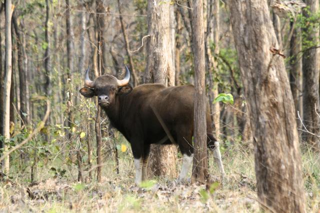 Gaur, India