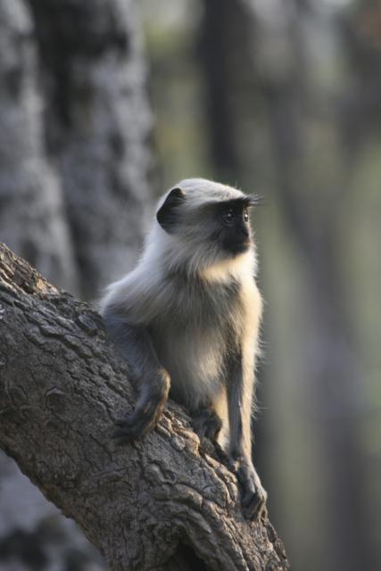 Langur