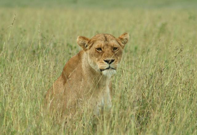 Lion in Queen Elizabeth National Park | Terra Incognita Ecotours