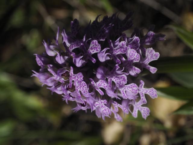 Spanish flower