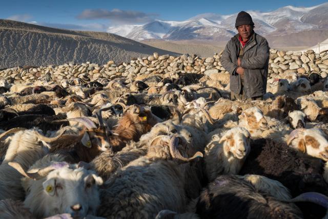 Pashmina goats and herder