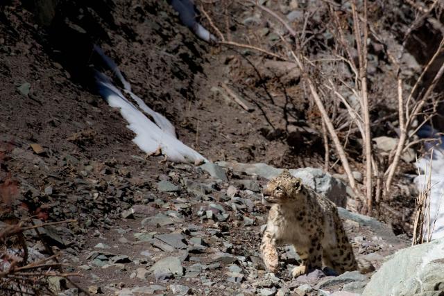 Snow leopard