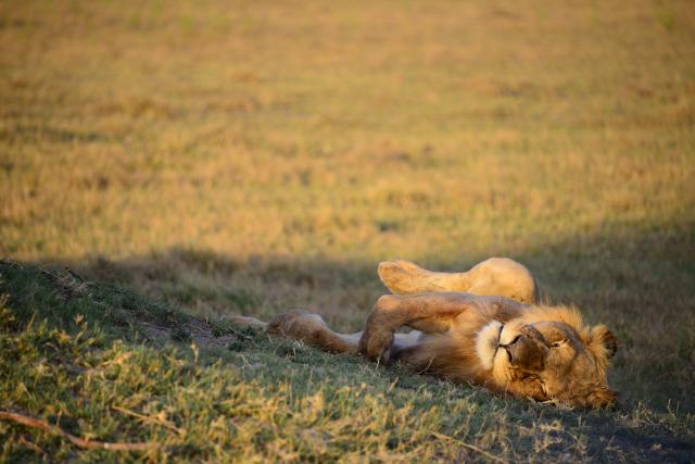 African lion, Tanzania