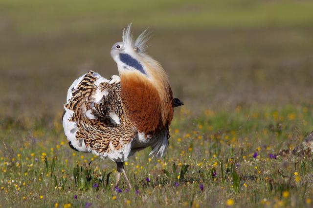 Great Bustard, Spain