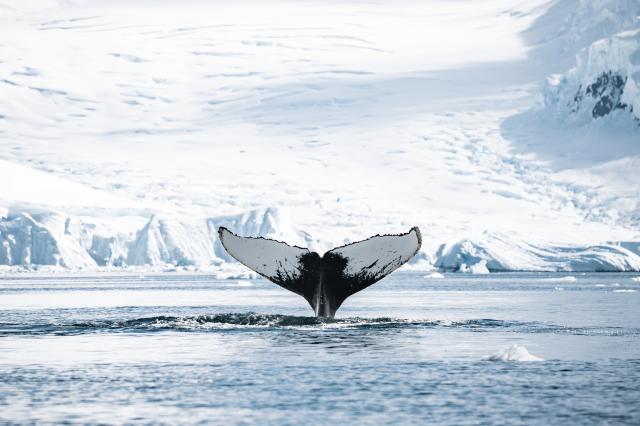 Humpback whale in Antarctica
