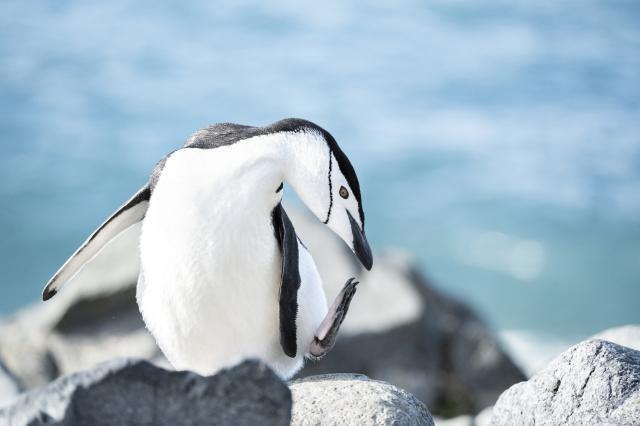 Chinstrap penguin, Antarctica