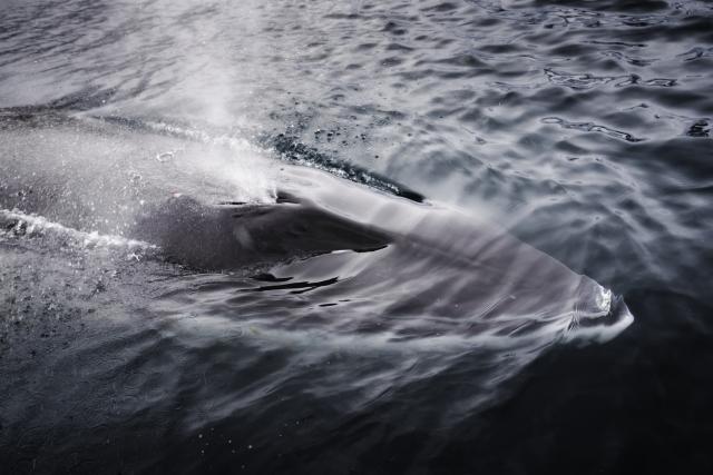 Whale in Antarctica