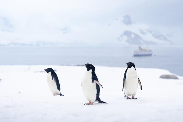 Penguins in Antarctica