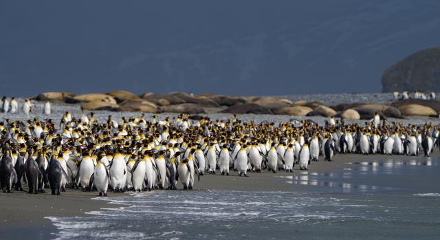King penguins on South Georgia
