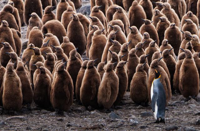 King penguins, South Georgia