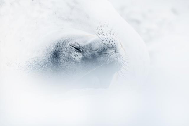 Seal, South Georgia