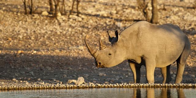 Rhino at waterhole, Namibia