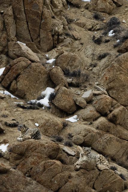 Snow leopards