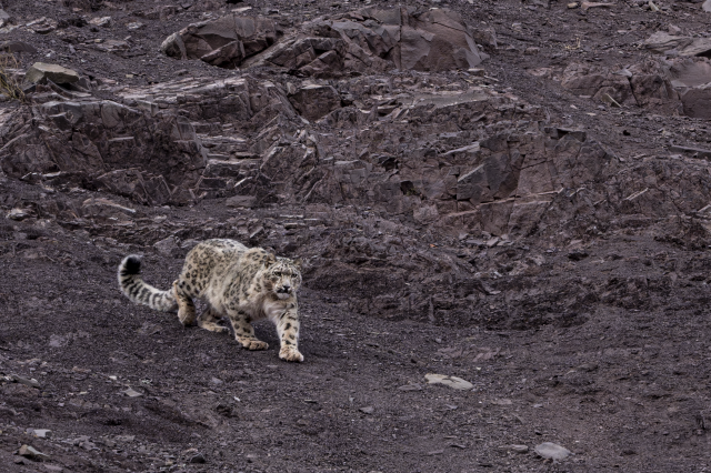 Snow leopard