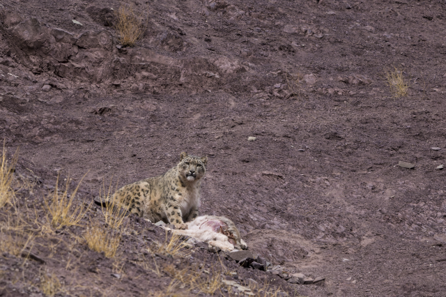 Snow leopard