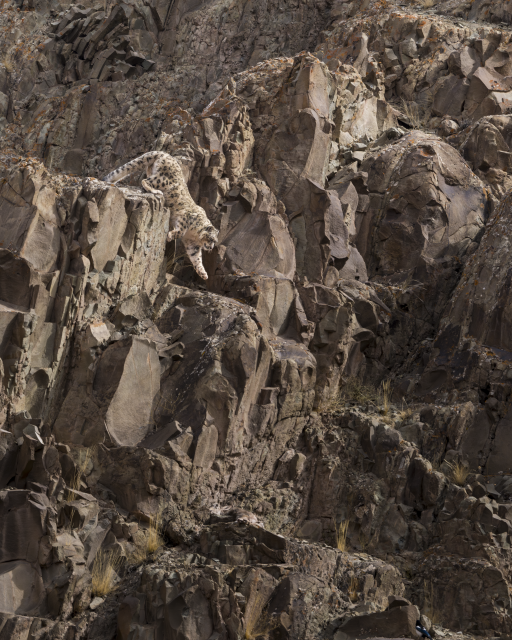 Snow leopard