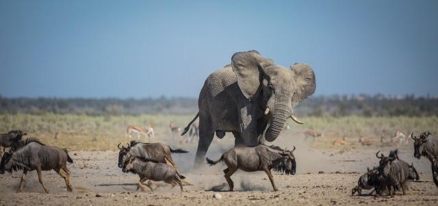 Elephant at waterhole, Namibia