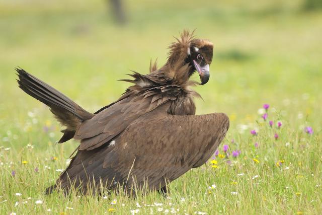 Cinereous Vulture, Spain