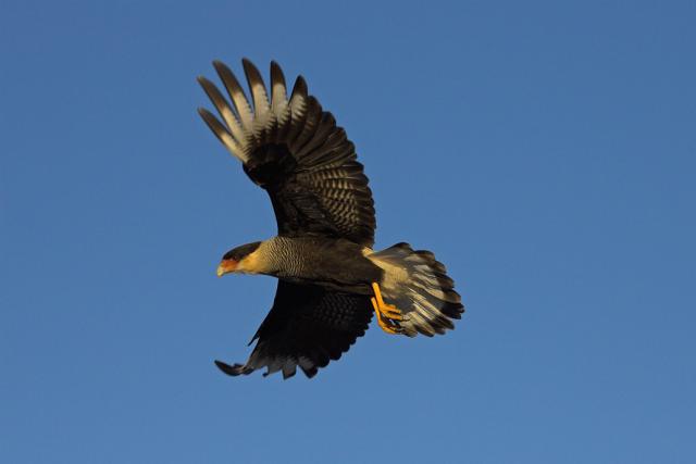 Caracara