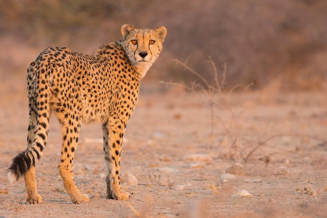 Cheetah, Tanzania