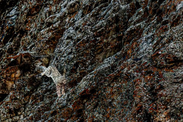 Snow leopard