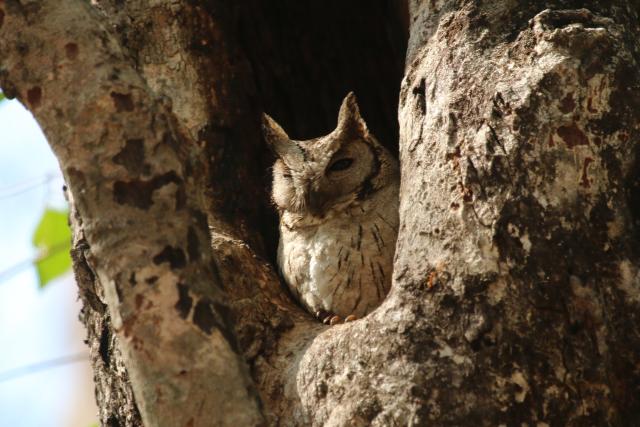 Collared Scops owl in India