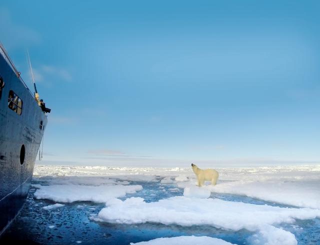 Polar bear from M.S. Sjoveien