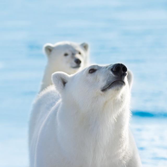 Polar bears in Svalbard