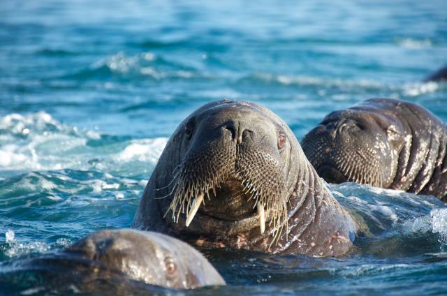 Walrus in Svalbard