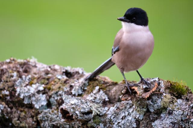 Iberian magpie, Spain