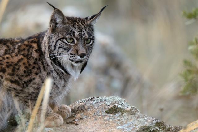 Iberian Lynx, Spain