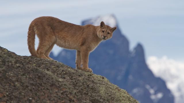 Puma in Torres del Paine