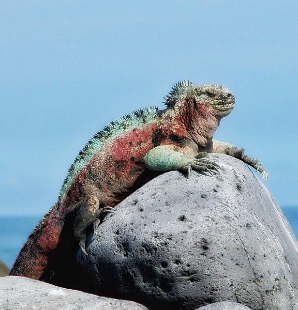 Marine iguana