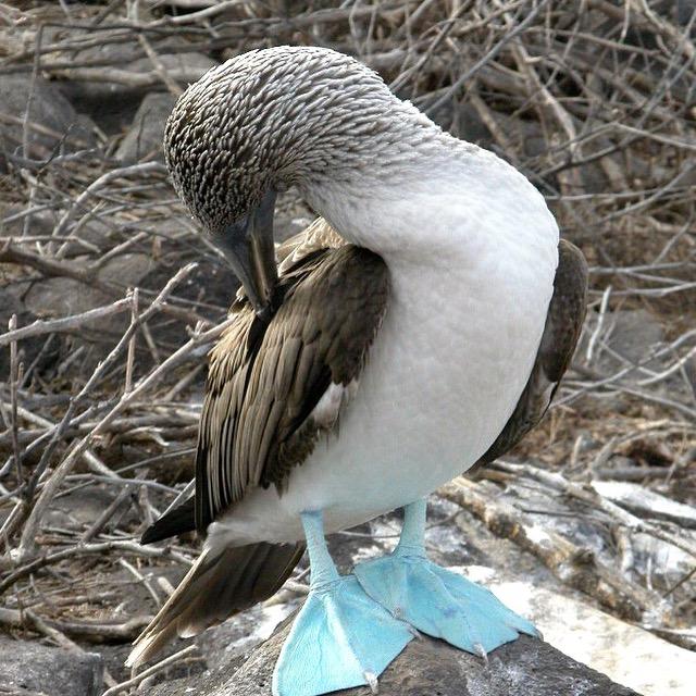 Blue footed booby