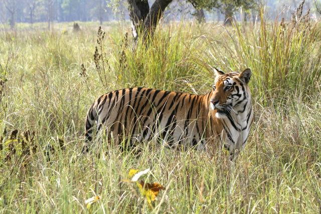 Tiger in Kanha