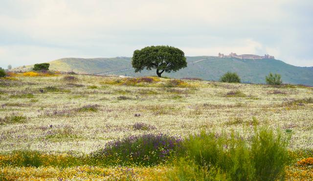 Iberian Lynx habitat, Spain