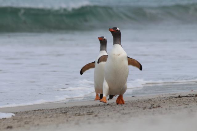 Gentoo penguins, Falkland Islands