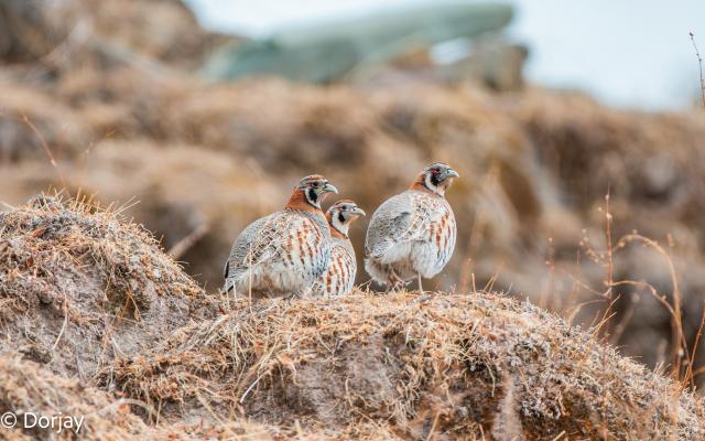 Chukar partridge