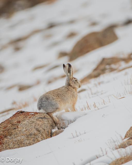 Woolly hare