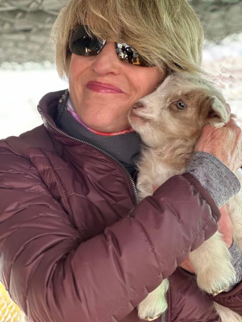 Pashmina goat baby meets tourist