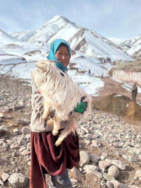 Pashmina goat shepherdess