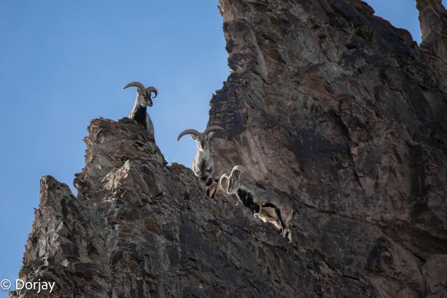 Urial