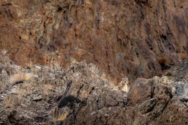 Snow leopard