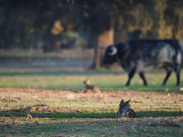 Iberian Lynx in cattle pasture, Spain
