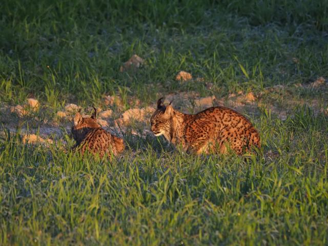 Iberian Lynx, Spain