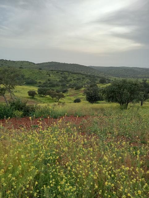 Iberian Lynx habitat, Spain