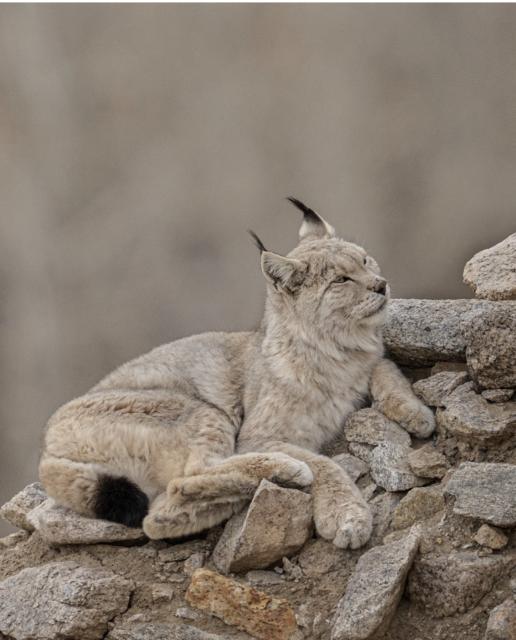 Eurasian lynx