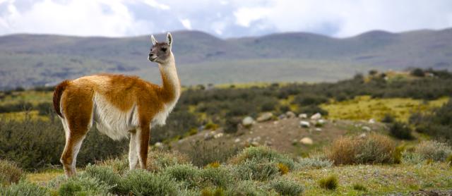 Guanaco